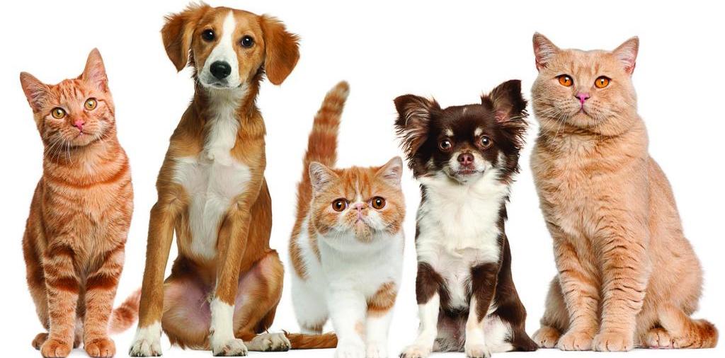 Доска объявлений о животных | ЗооТом - продажа, вязка и услуги для животных в Сосновоборске