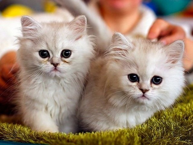 Породы кошек в Сосновоборске | ЗооТом портал о животных