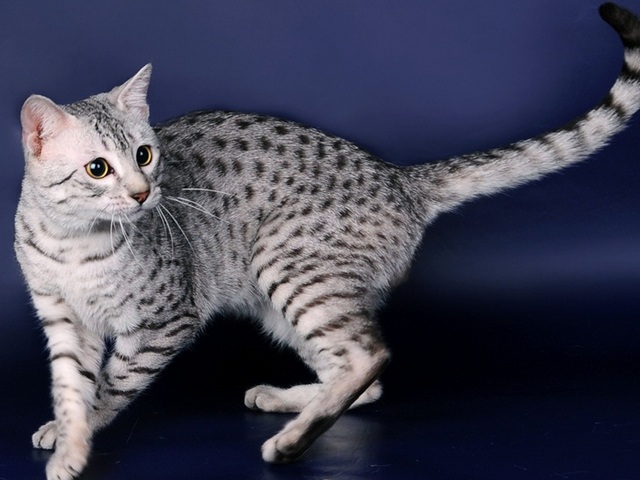 Породы кошек в Сосновоборске | ЗооТом портал о животных