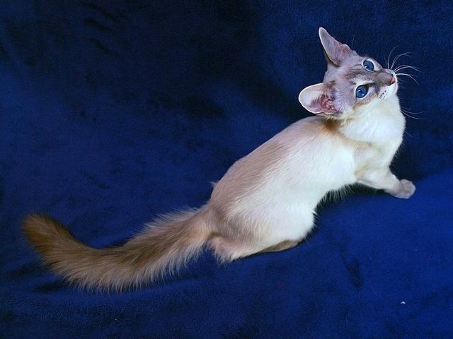 Выведенные породы кошек в Сосновоборске | ЗооТом портал о животных