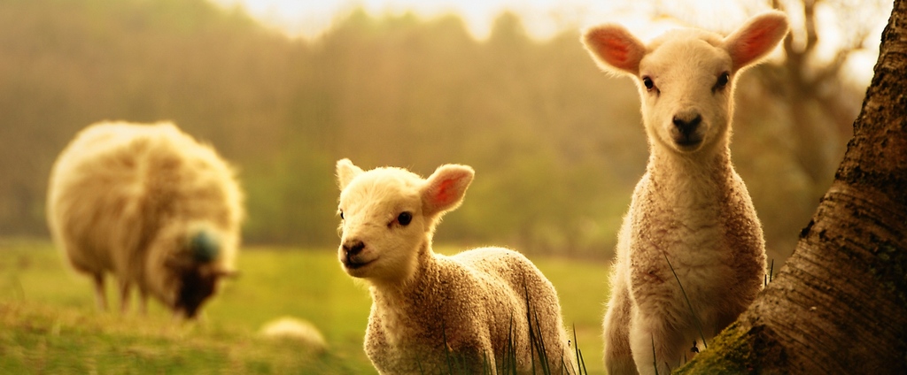 Объявления о сельскохозяйственных животных | ЗооТом - продажа, вязка и услуги для животных в Сосновоборске