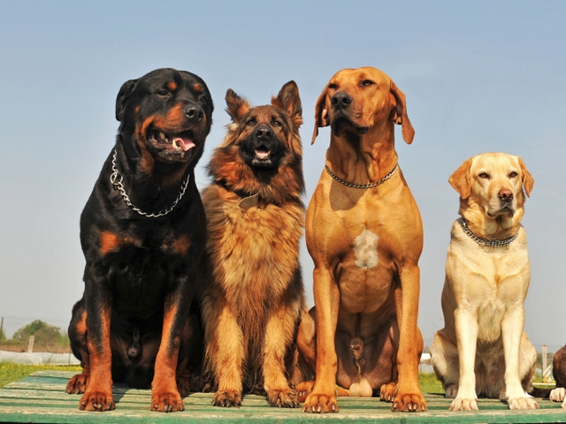 Крупные породы собак в Сосновоборске | ЗооТом портал о животных